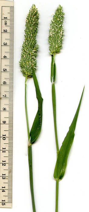  Phalaris minor